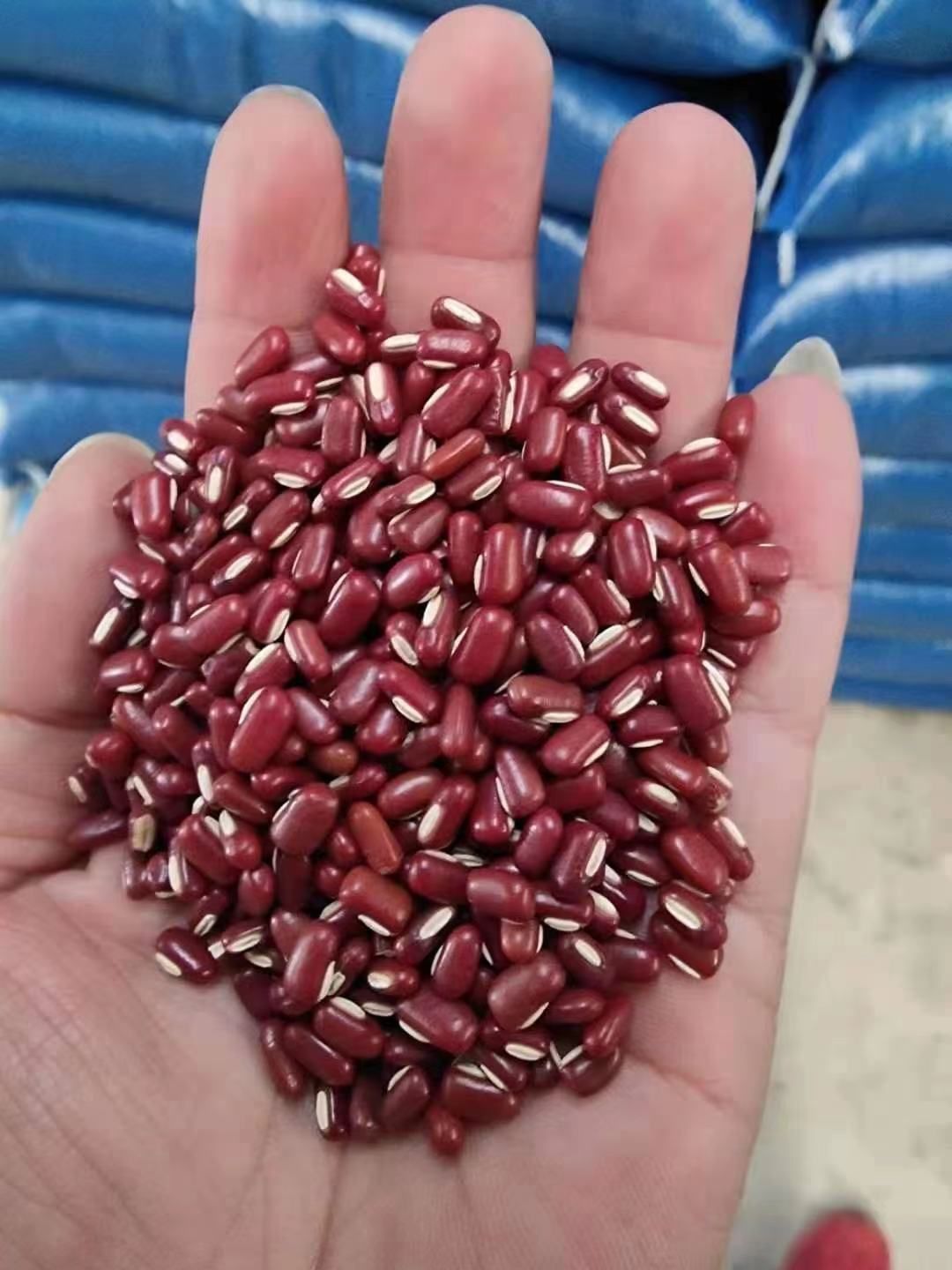 赤小豆，巴西赤小豆，泰国，缅甸赤小豆，和薏仁搭配除湿气，